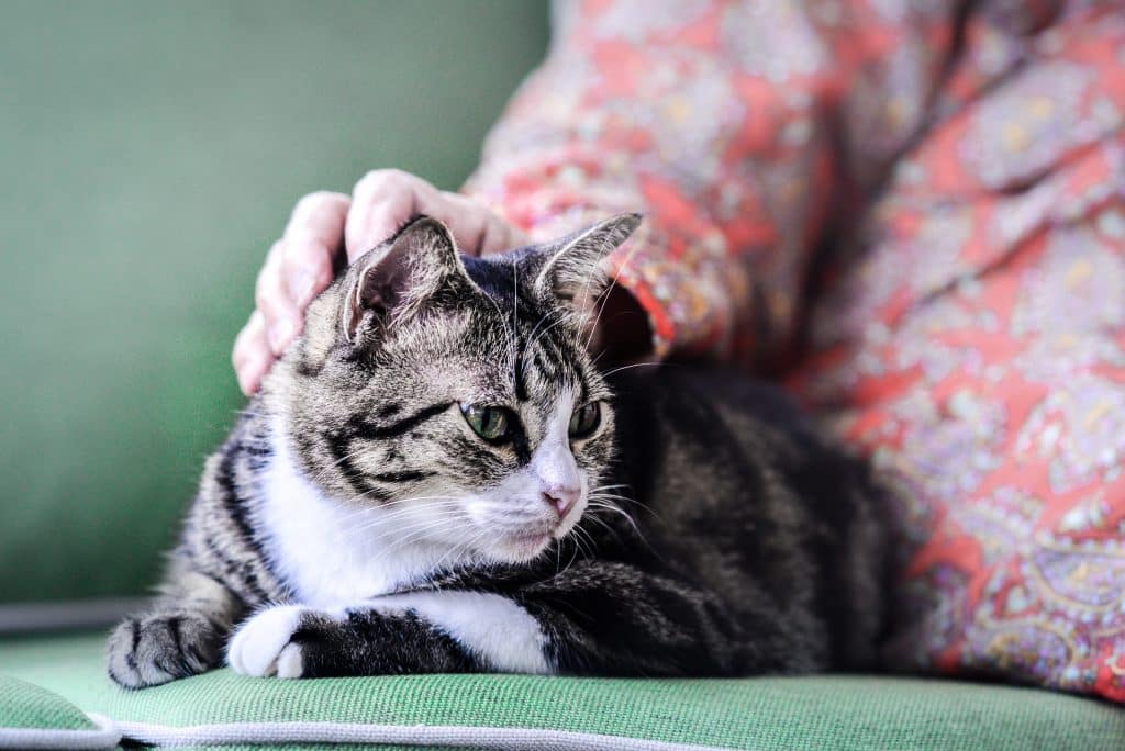 Arthritis in senior cats: Spotting symptoms and managing pain effectively