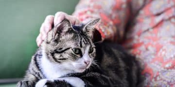 Arthritis in senior cats
