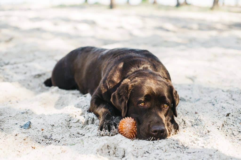 Canine cognitive decline: 5 early warning signs every owner should know