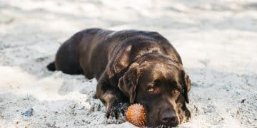 Canine cognitive decline
