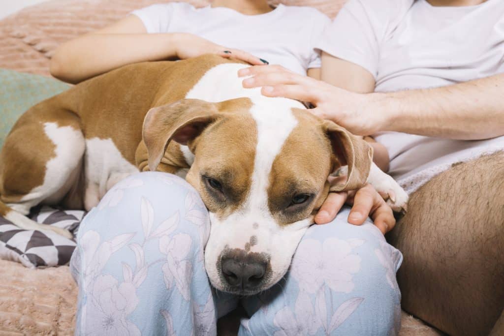 Pet gut health and mood