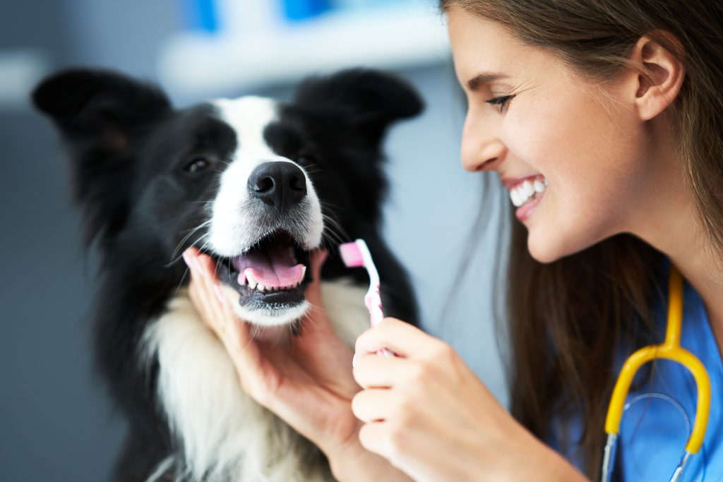 Dental health for dogs