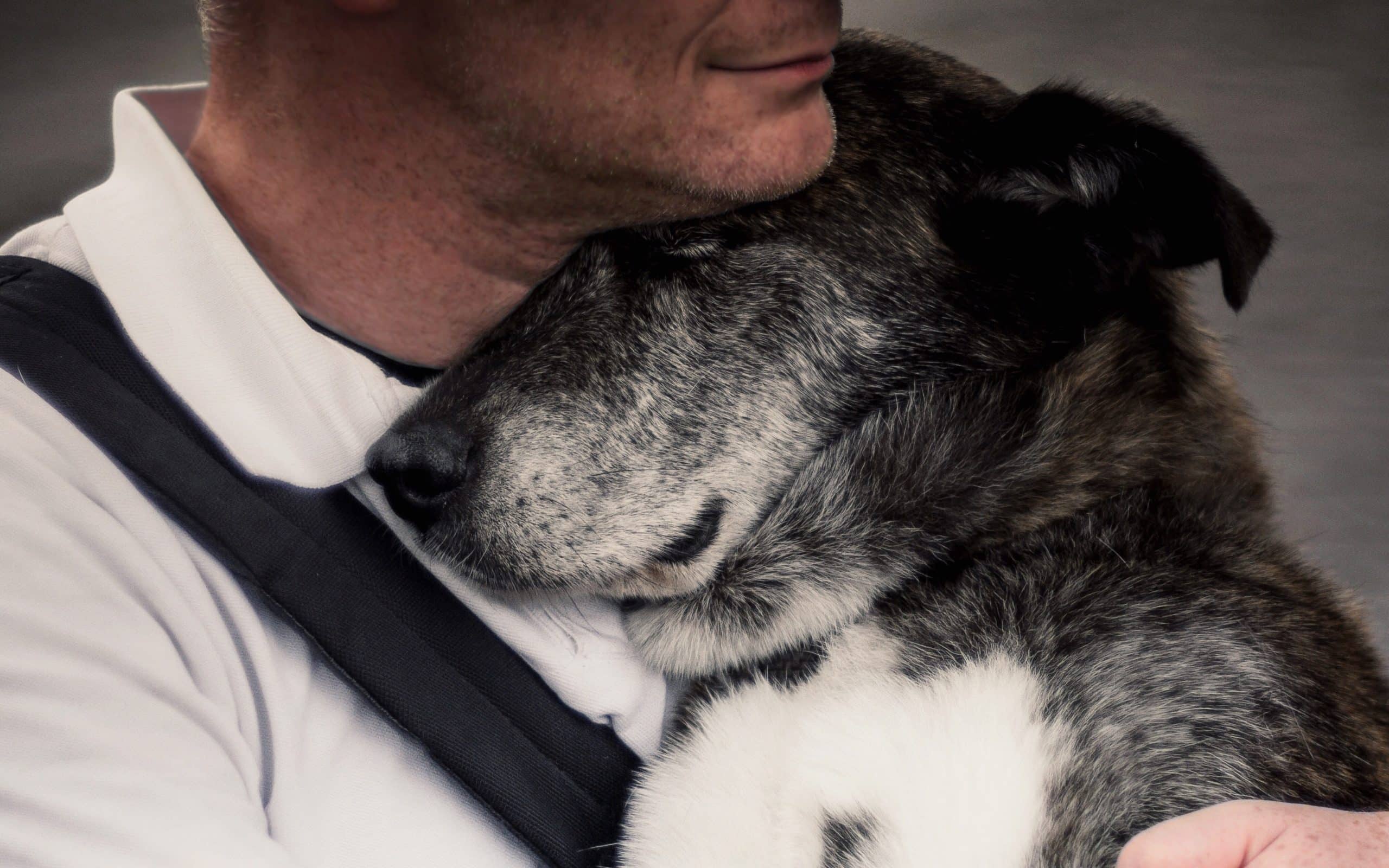 Canine cognitive decline