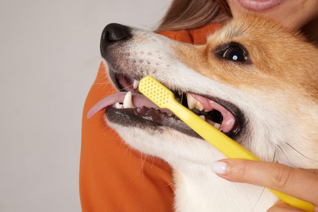 Dental health for dogs: 3 simple steps to prevent gum disease and tooth loss