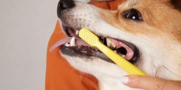 Dental health for dogs