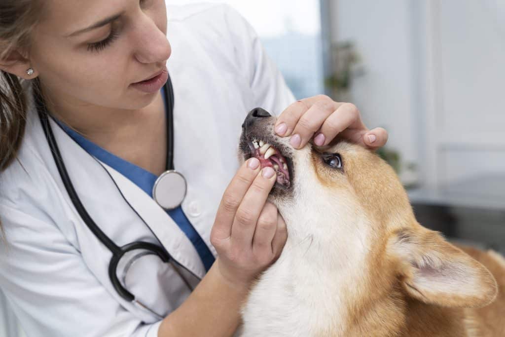 Dental health for dogs
