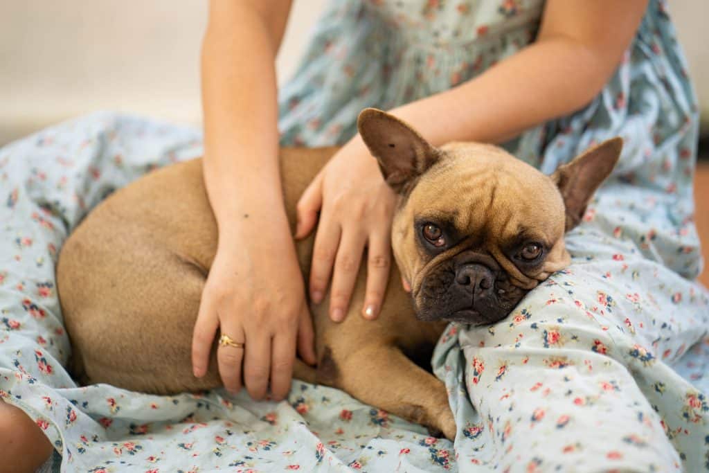 Pet gut health and mood: New 2025 research reveals connection