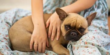 Pet gut health and mood