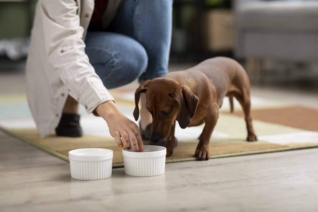 Probiotics for pets