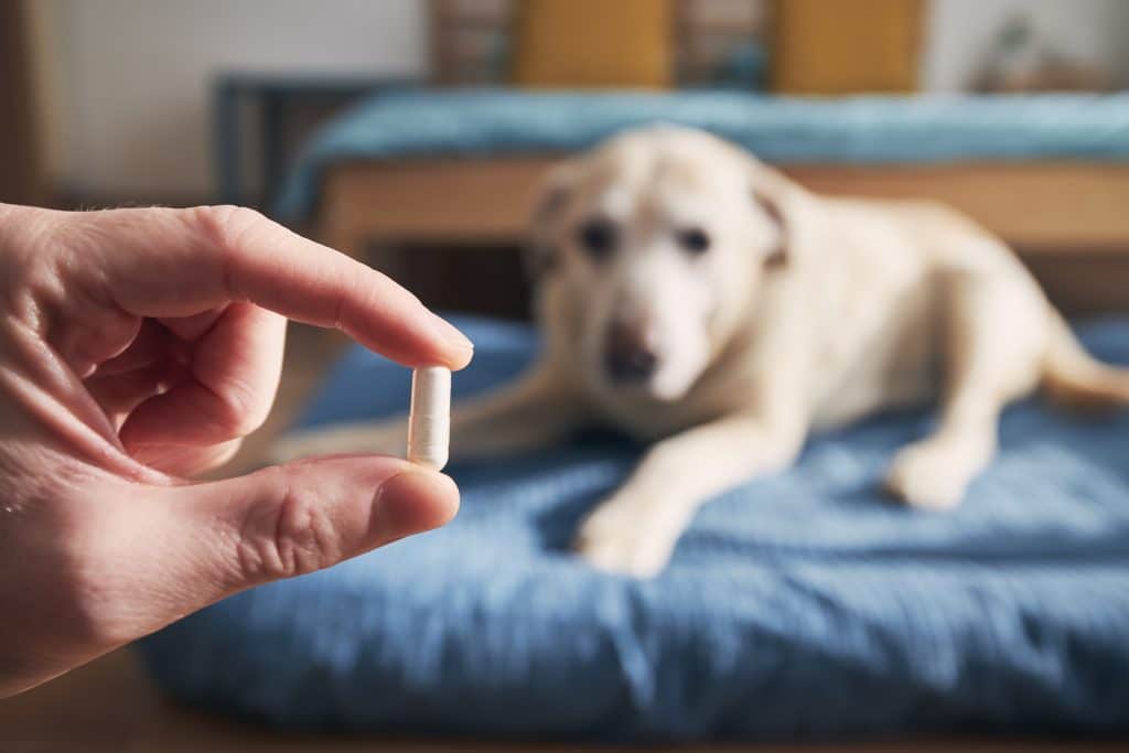 Probiotics for pets: Improve digestion and boost immunity